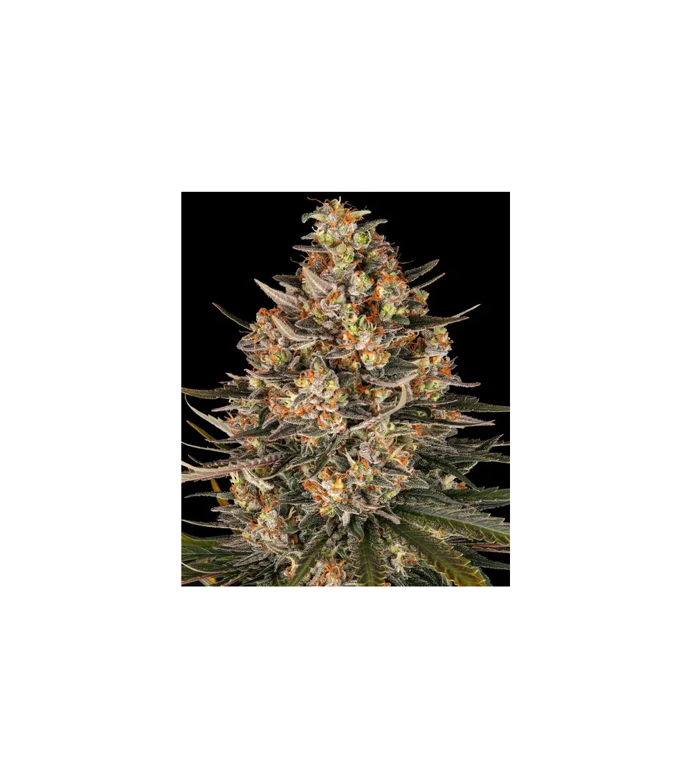 Graines de collection Barney's Farm Lemon Drizzle