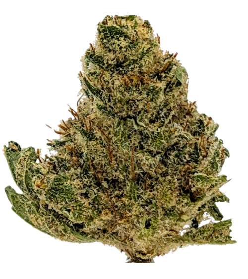 Blueberry Muffin CBD - La Vilaine Graine