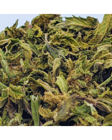 Cannatonic CBD Trim  - La Vilaine Graine
