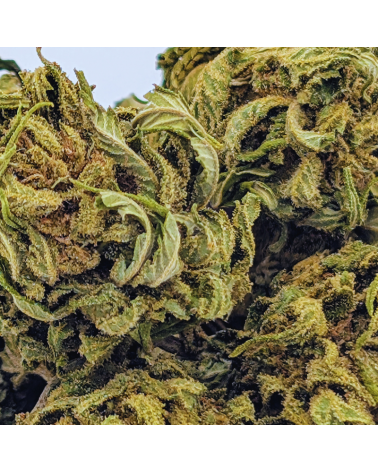 Strawberry CBD Small Buds - La Vilaine Graine