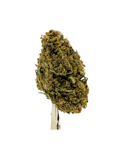 Blue Meringue CBD - La Vilaine Graine