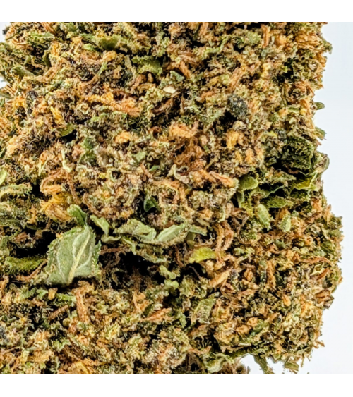 Sapphire Kush CBD - La Vilaine Graine