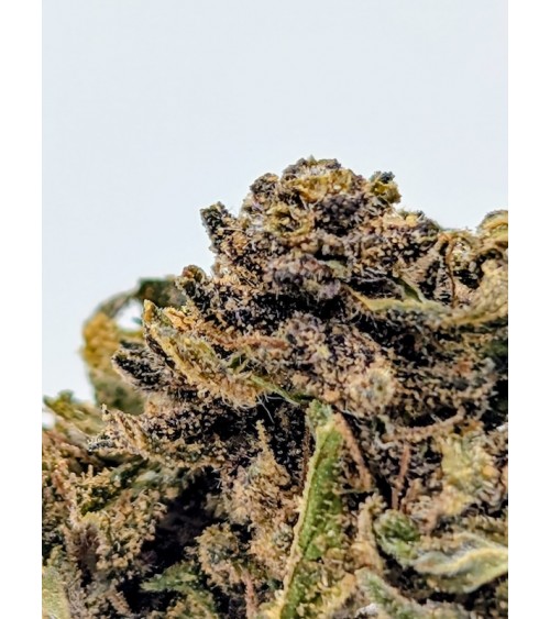 Ultra Pink CBD Small Buds - La Vilaine Graine