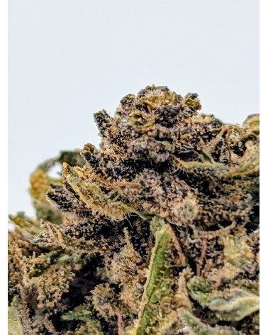 Ultra Pink CBD Small Buds - La Vilaine Graine