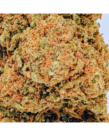 BLUEBERRY MUFFIN CBD