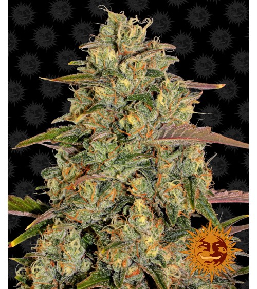 Graines de collection Barney's Farm Amnesia