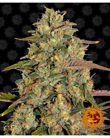 Graines de collection Barney's Farm Amnesia