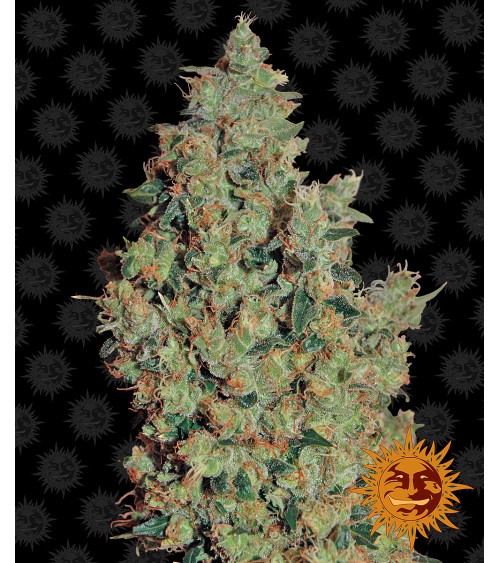 Graines de collection Barney's Farm Tangerine Dream